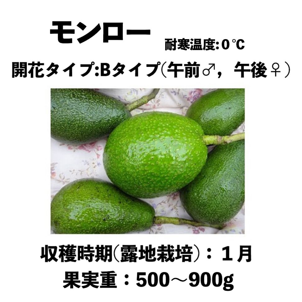 ②アボカド苗　モンロー モンロー (B) 中苗 5号ロングポット (接木) Monroe｜アボカド苗木