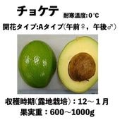 祱 (A)  󥰥ݥå () Choquetteåܥ