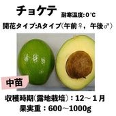 ���祱�� (A) ���� ������󥰥ݥå� (����) Choquette�å��ܥ�������
