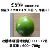ߥ (B)  󥰥ݥå () Miguelåܥ