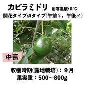 ���ӥ�ߥɥ� (A) ���� ������󥰥ݥå� (����) Kabira Green�å��ܥ�������