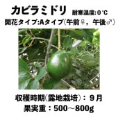 ӥߥɥ (A)  󥰥ݥå () Kabira Greenåܥ