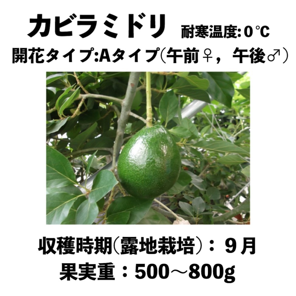 カビラミドリ (A) 中苗 5号ロングポット (接木) Kabira Green