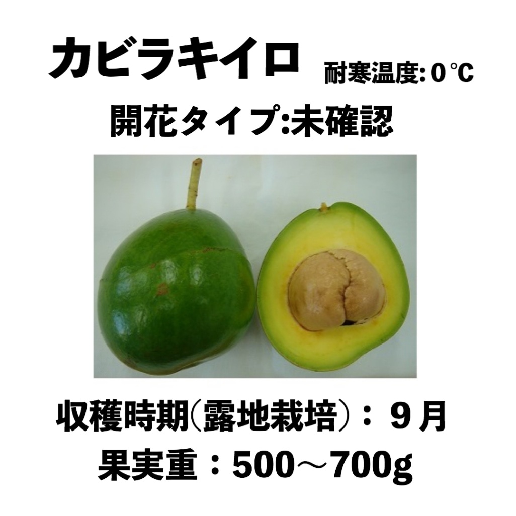 カビラキイロ（A） 中苗 5号ロングポット (接木) Kabira Kiiro