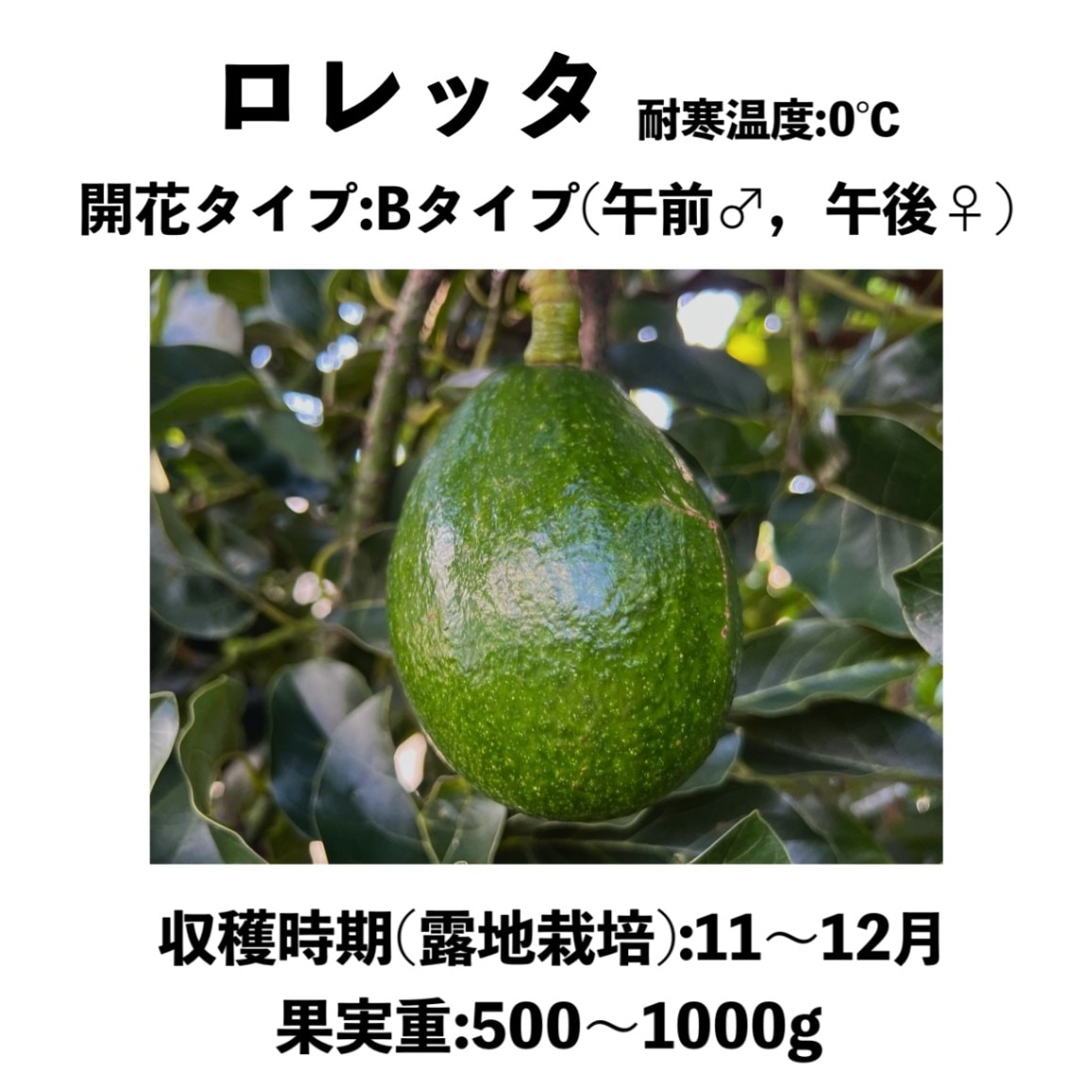 ロレッタ (B) 中～大苗 5号ロングポット (接木) Loretta｜アボカド