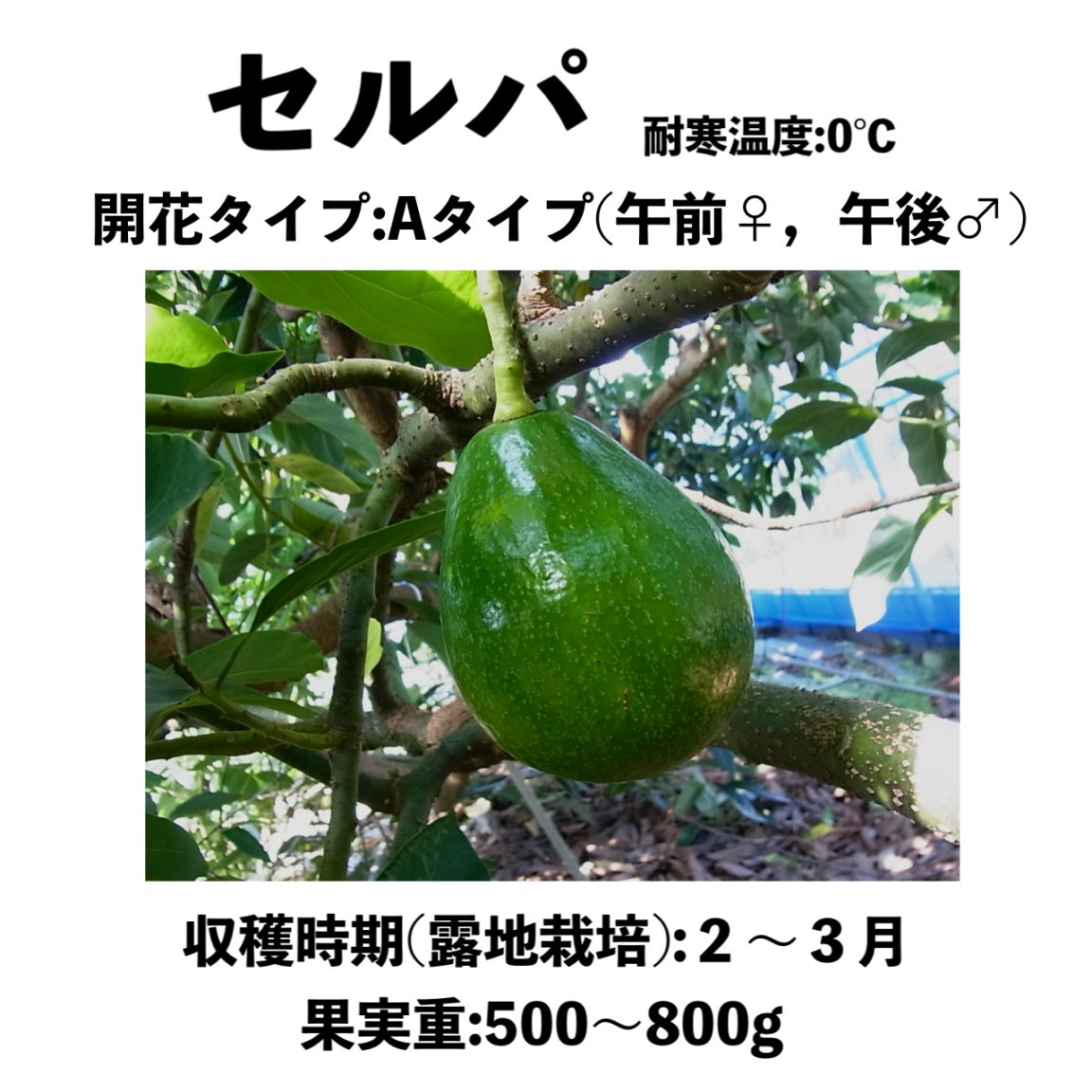 アボカド大苗 セルパ （A） 中苗 5号ロングポット (接木) Serpa｜アボカド苗木