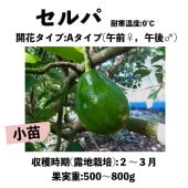 ����� ��A�� ���ģ�����󥰥ݥå� (����) Serpa�å��ܥ�������