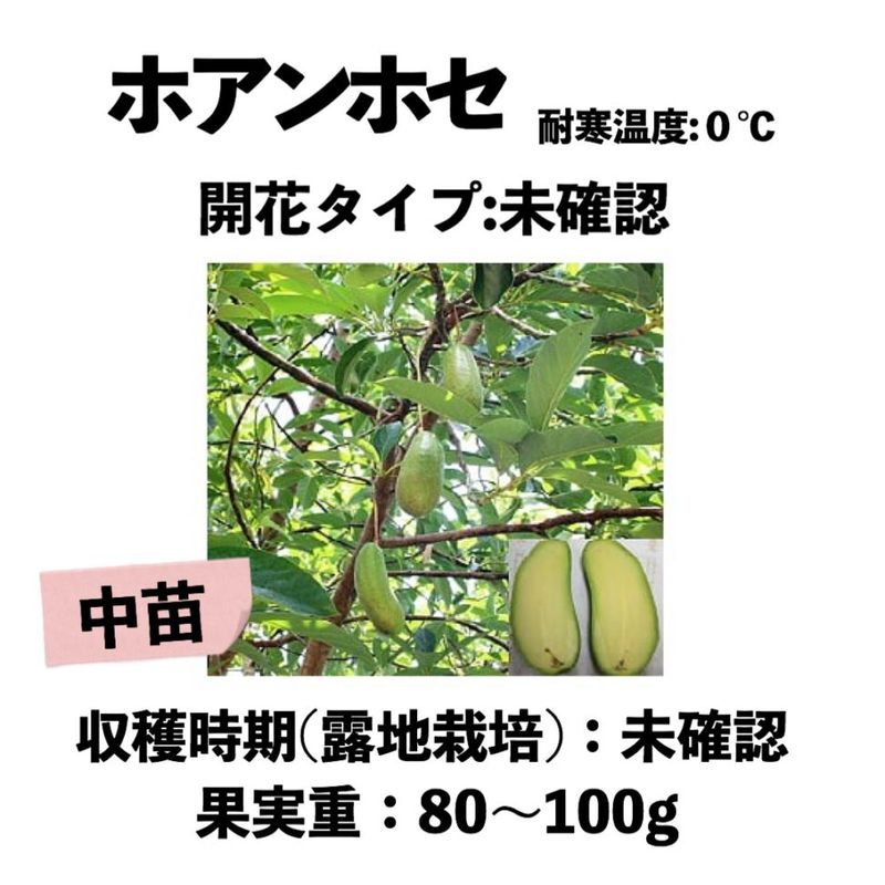アボカド 苗木【フォロー限定】購入前必ずコメントください。 ホアンホセ 中苗 5号ロングポット (接木) Joan Jose｜アボカド苗木
