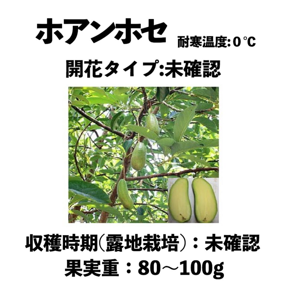 ホアンホセ 中苗 5号ロングポット (接木) Joan Jose｜アボカド苗木