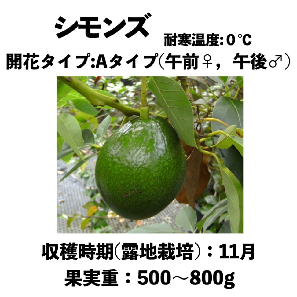 シモンズ (A) 中苗 5号ロングポット (接木) Simmonds｜アボカド苗木