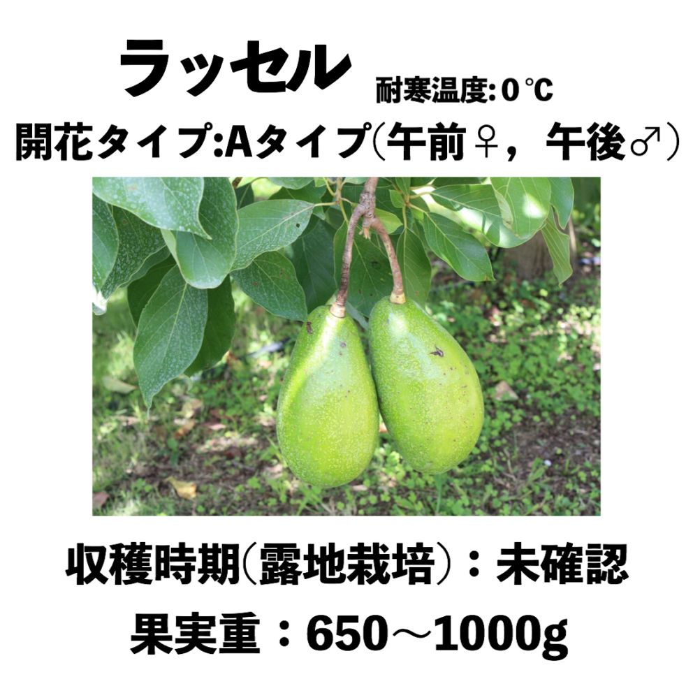ラッセル (A) 中～大苗 5号ロングポット (接木) Russell｜アボカド