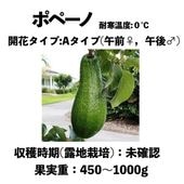 ݥڡ (A)  󥰥ݥå () Popenoeåܥ