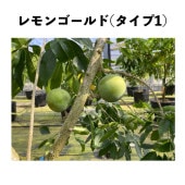 󥴡(ף) ݥå 1ǯ ()åݥ