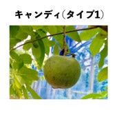 シロサポテ苗木（ホワイトサポテ苗木）