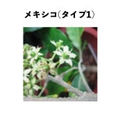 ᥭ(ף) ݥå  ()åݥ