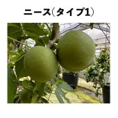 シロサポテ苗木（ホワイトサポテ苗木）