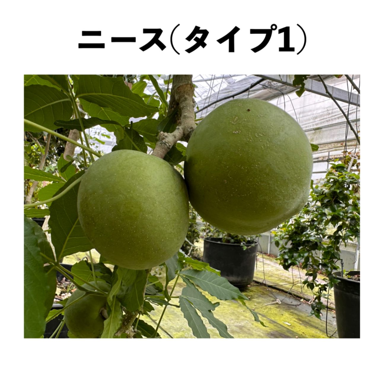ニース(タイプ1) 5号ポット 小苗 (接木)｜シロサポテ苗木