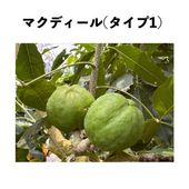 ޥǥ(ף) ݥå ()åݥ