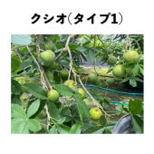 (ף) ݥå  ()åݥ