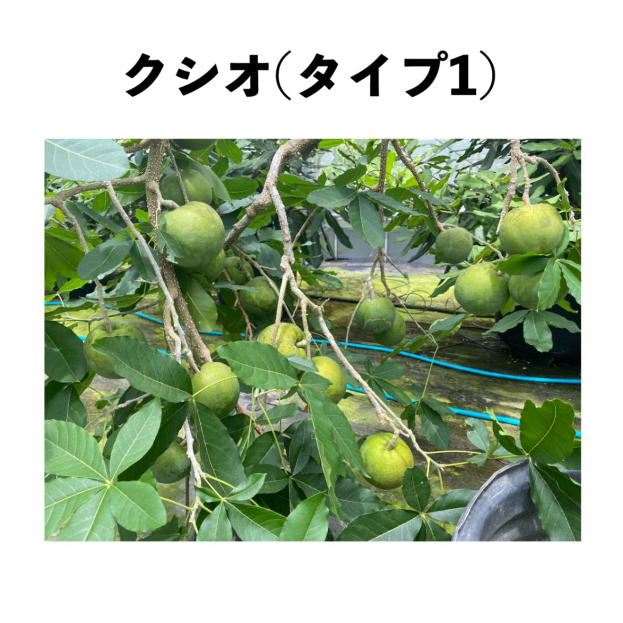 クシオ(タイプ1) 5号ポット 小苗 (接木)｜シロサポテ苗木