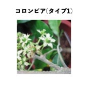 シロサポテ苗木（ホワイトサポテ苗木）