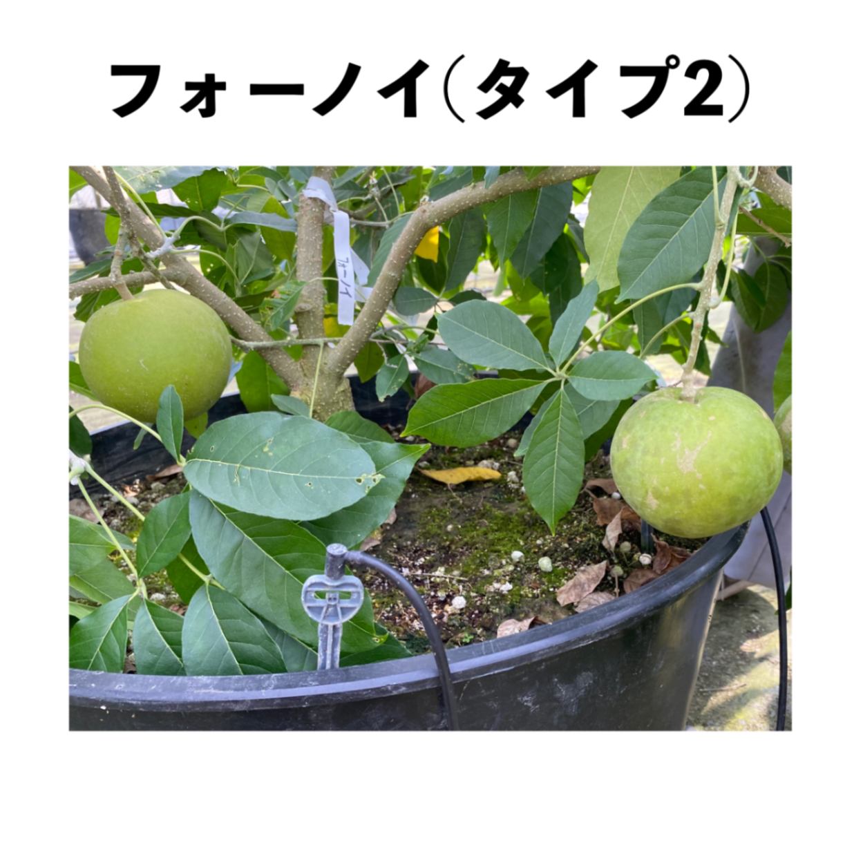 ホワイトサポテ　フォーノイ接木苗 フォーノイ(タイプ2) 5号ポット 小苗 (接木)｜シロサポテ苗木