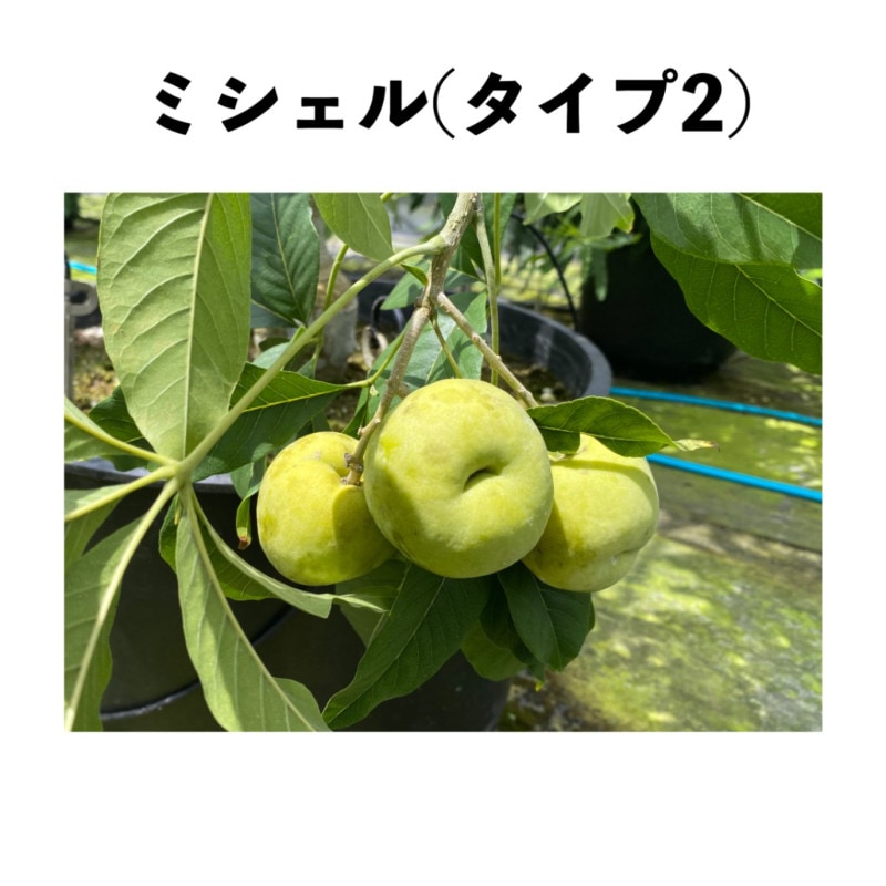 67037215_4