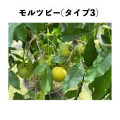 ĥӡ(ף) ݥå  ()åݥ