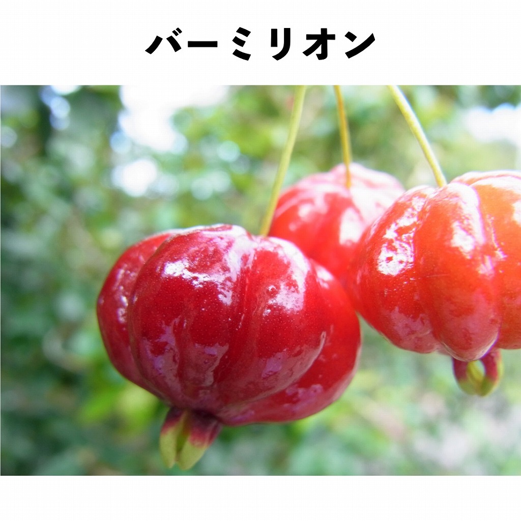 バーミリオン 5号ポット 2年生 (接木)｜ピタンガ（スリナムチェリー