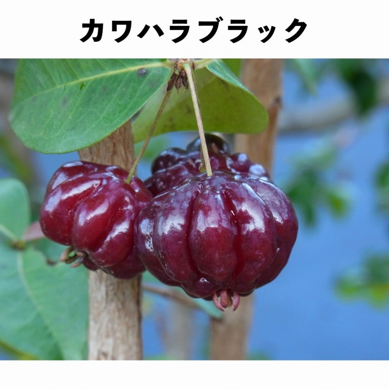 ϥ֥å ݥå ǯ ()åԥ󥬡ʥʥ꡼