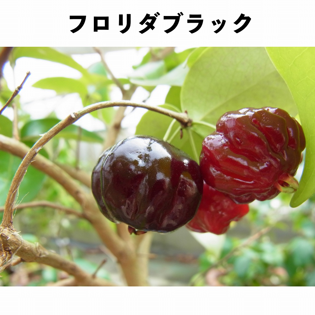 フロリダブラック 5号ポット 2年生 (接木)｜ピタンガ（スリナム