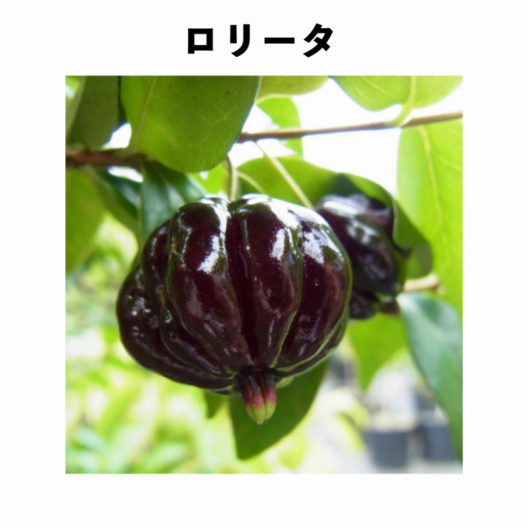 ロリータ 5号ポット 2年生 (接木)｜ピタンガ（スリナムチェリー