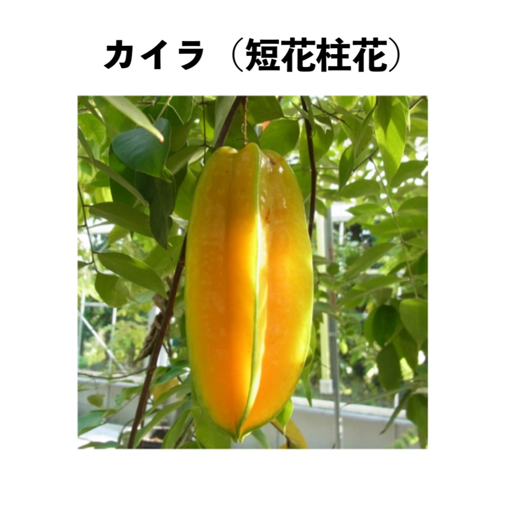 カイラ（短花柱花）5号ロングポット 1年生 ｜スターフルーツ苗木
