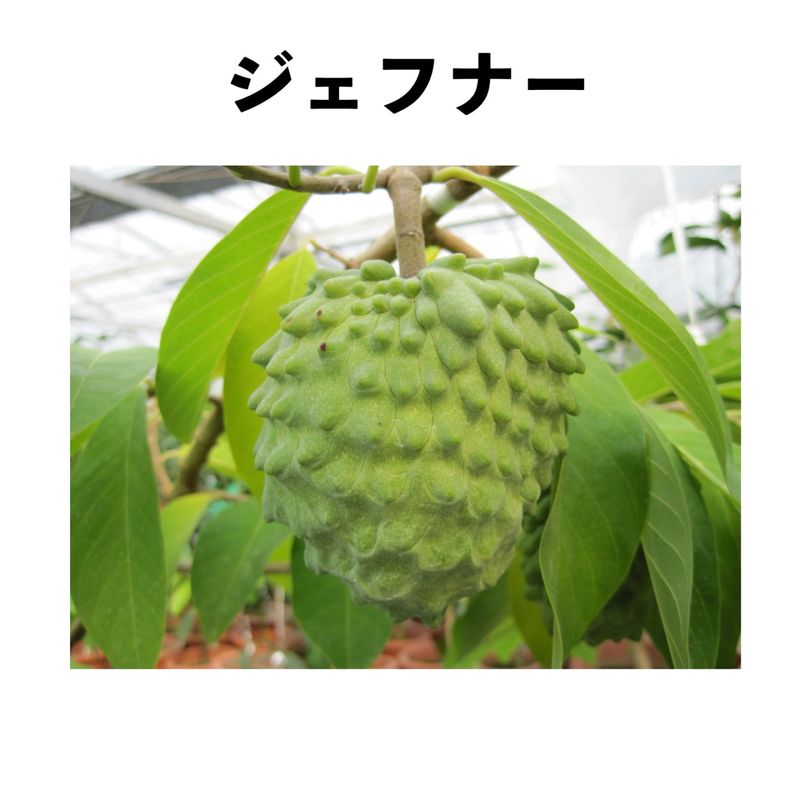 ƥڡ֥եʡ  ݥå  ()åƥ