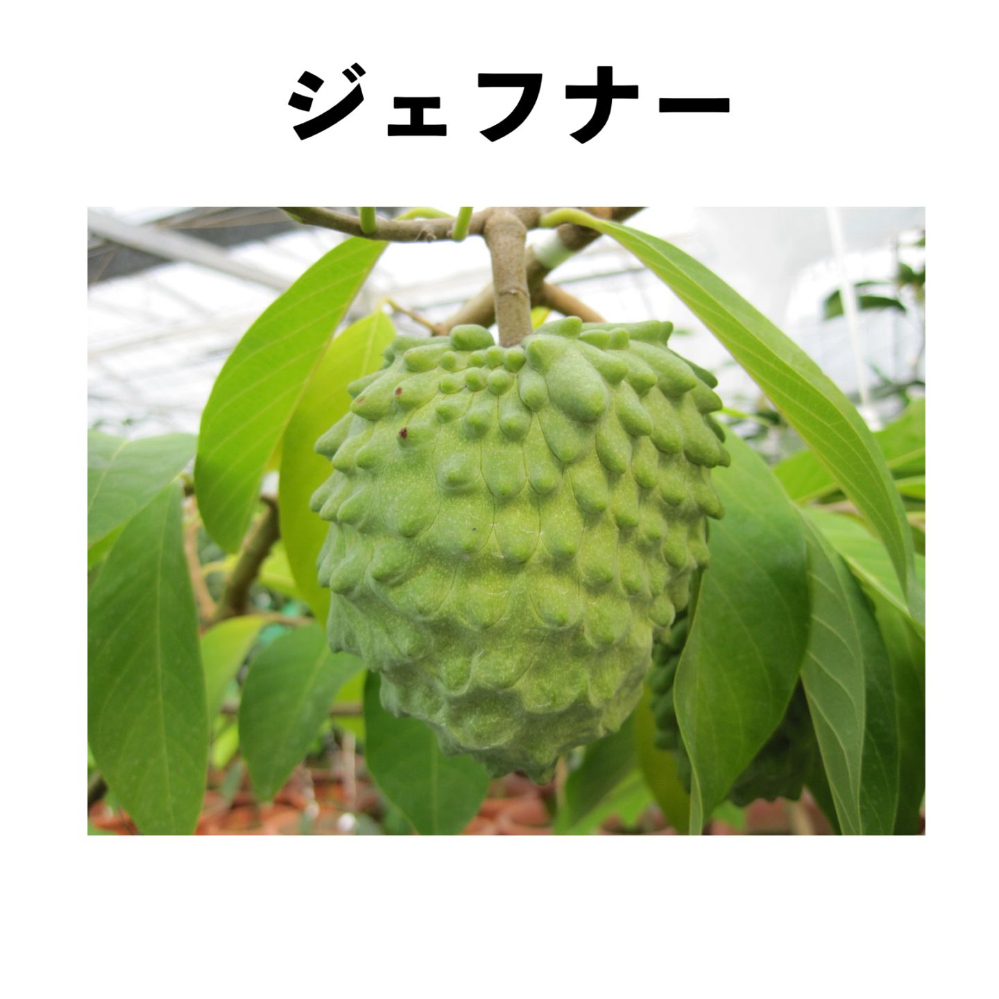 アテモヤ苗木「ジェフナー」 5号ポット 小苗 (接木)｜アテモヤ苗木