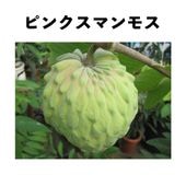 アテモヤ・チェリモヤ苗木