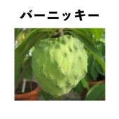 アテモヤ・チェリモヤ苗木