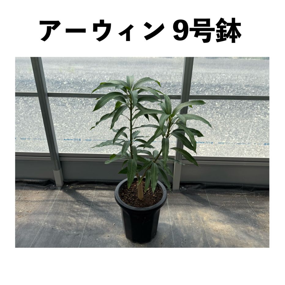 アップルマンゴー苗 6号サイズ マンゴー苗 品種 アップル アーウィン種
