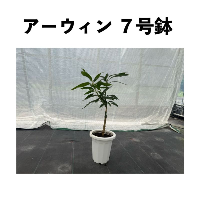 ����������  ����ȭ ��ǯ��  (����) Irwin�ڢ�������ξ��ʤ�Ʊ������ޤ���ۡåޥ󥴡�����