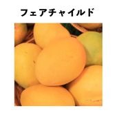 ե㥤 ݥå ġڡ Fairchildåޥ󥴡