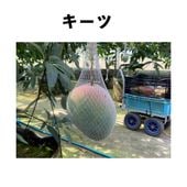 ������ ����ݥå� ���� (����)  Keitt�åޥ󥴡�����
