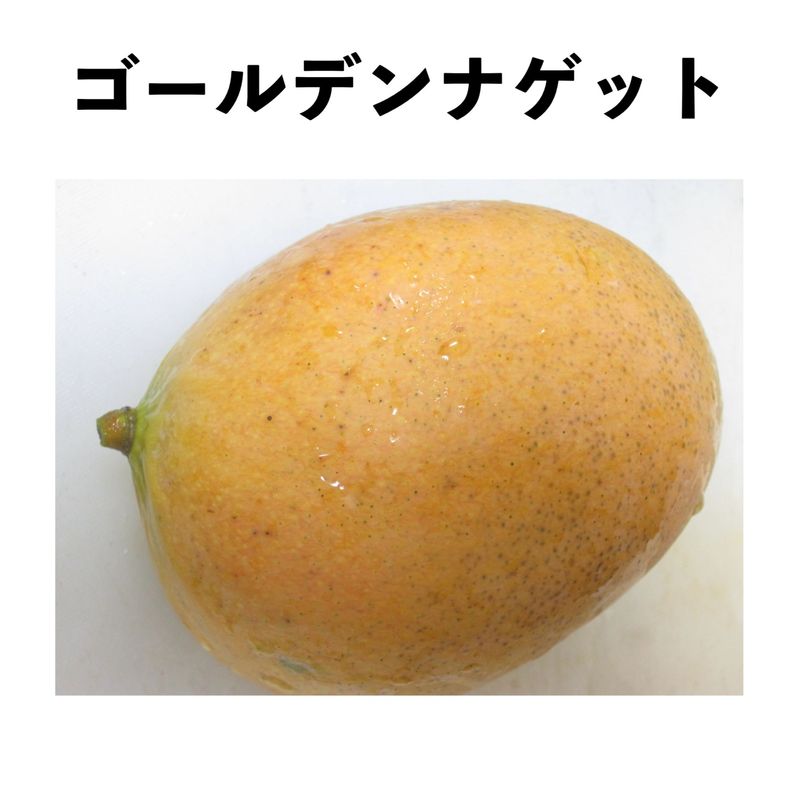 ǥʥå ݥå  () Golden Nuggetåޥ󥴡