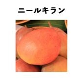 �ˡ��륭��� ����ݥå� ���ġ����ڡ� Neelkiran�åޥ󥴡�����
