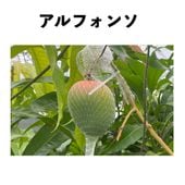 ����ե��� ����ݥå� ���� (����) Alphonso�åޥ󥴡�����