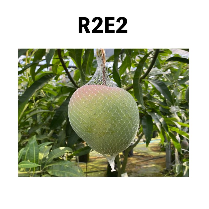 R��E�� ����ݥå� ���� (����)�åޥ󥴡�����