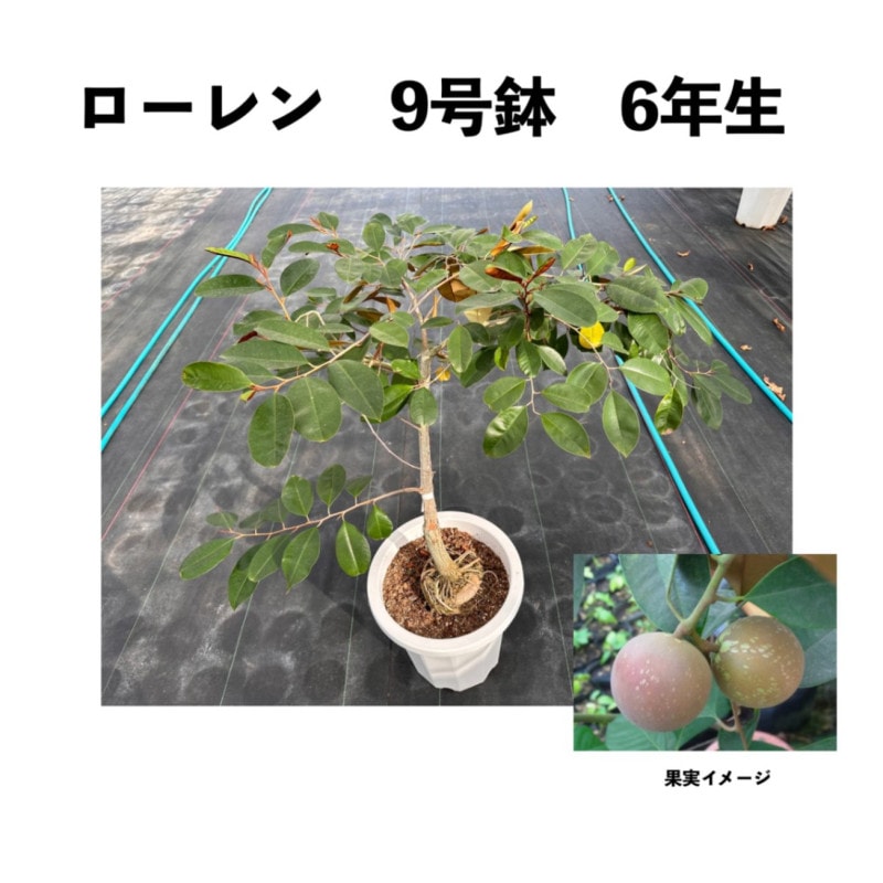 スターアップル苗☆ミルクフルーツ取木 大苗 最後1鉢 ミルクフルーツ