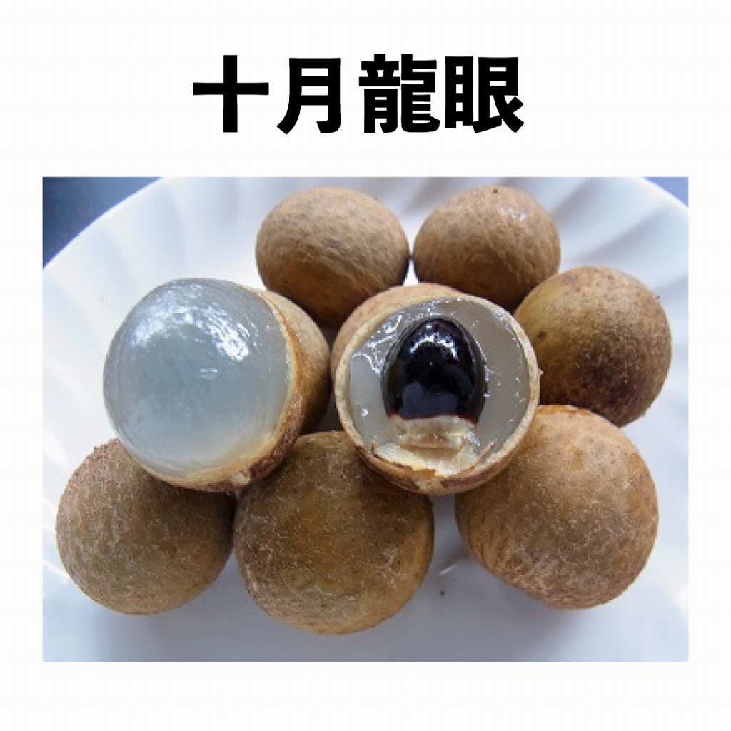 十月龍眼 5号ポット 小苗 (接木)｜リュウガン苗木 | リュウガン苗木