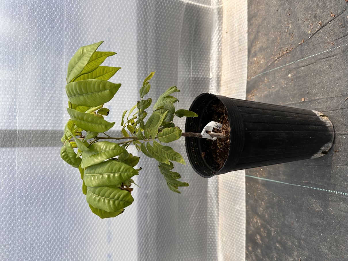 ロンガンの苗 龍眼 竜眼