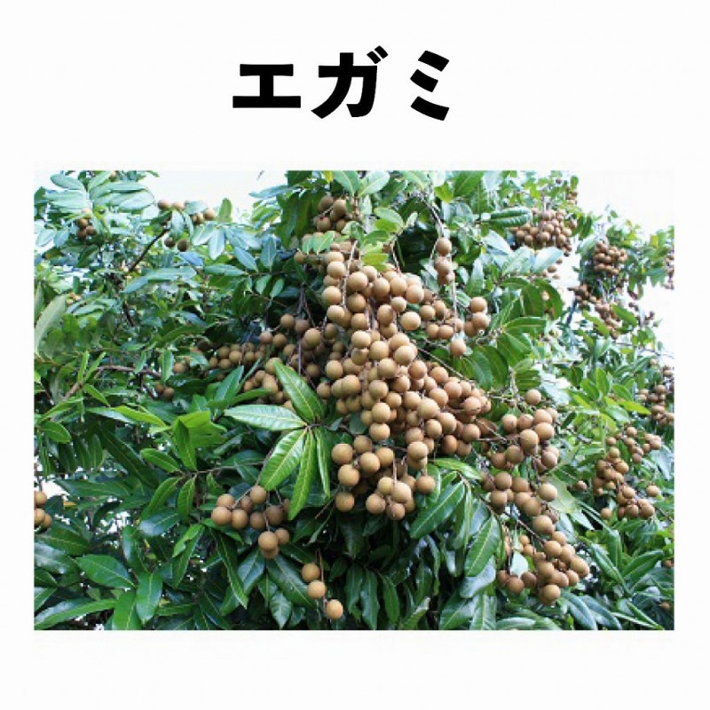 ������ ζ�� ����ݥå� ���� (����) Egami�å�奦��������