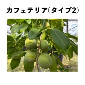 シロサポテ苗木（ホワイトサポテ苗木）